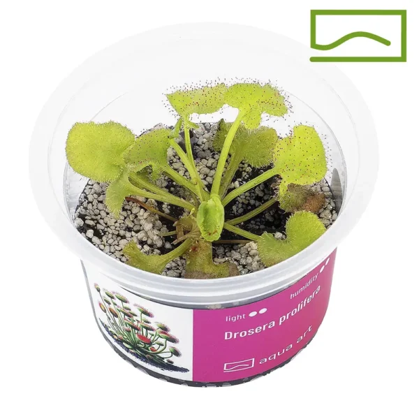 Drosera prolifera