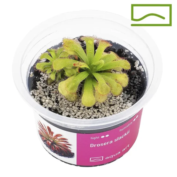 Drosera slackii