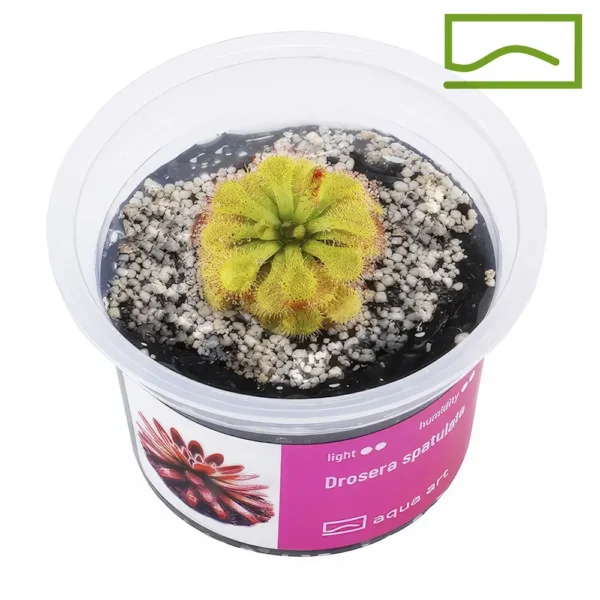 Drosera spatula