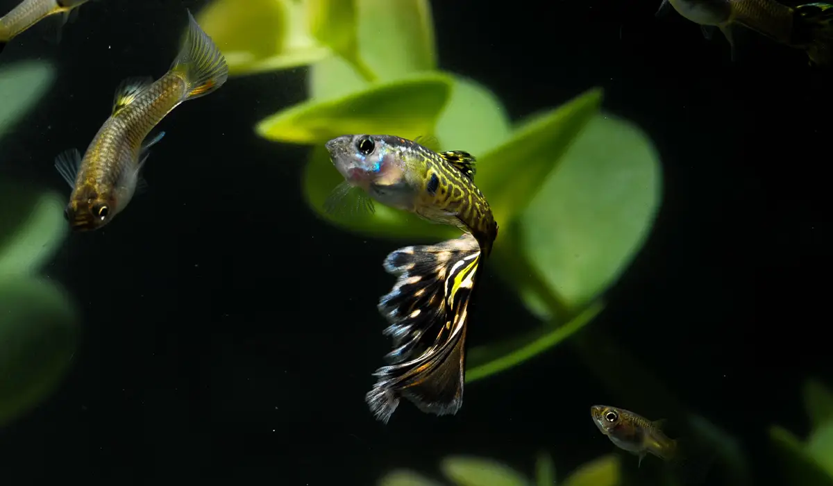 Es normal que los peces lleguen sin color