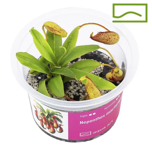 nepenthes macfarlanei