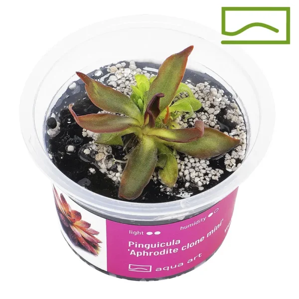 pinguicula aphrodite