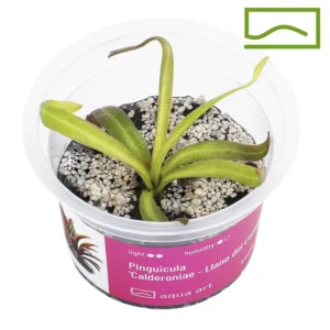 pinguicula calderoniae llano del conejo