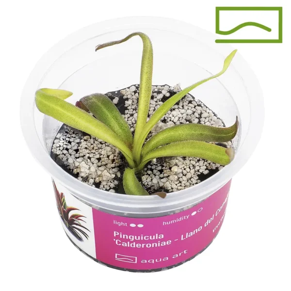 pinguicula calderoniae llano del conejo