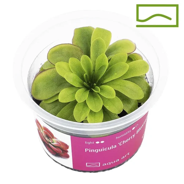 Pinguicula cherry blossom
