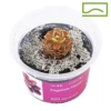 Pinguicula florian