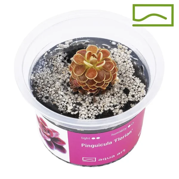 Pinguicula florian