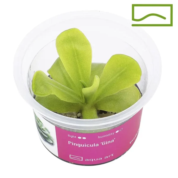 Pinguicula gina