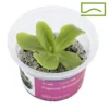 pinguicula moranensis