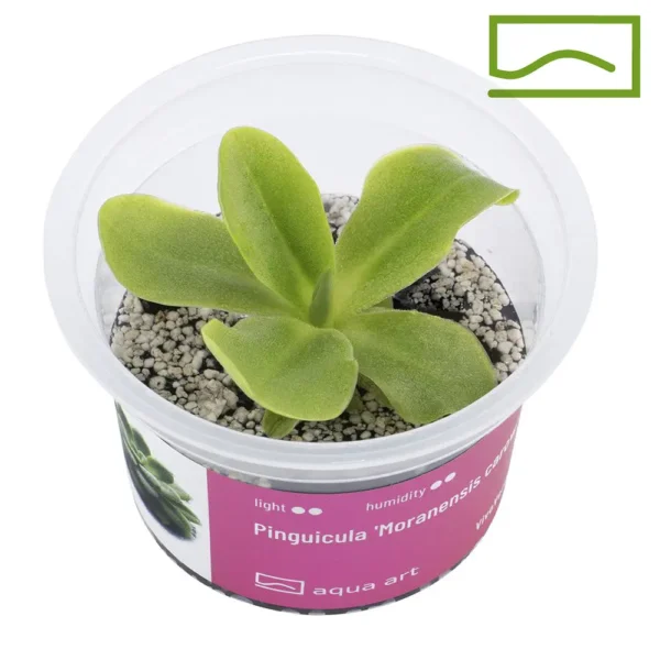 pinguicula moranensis