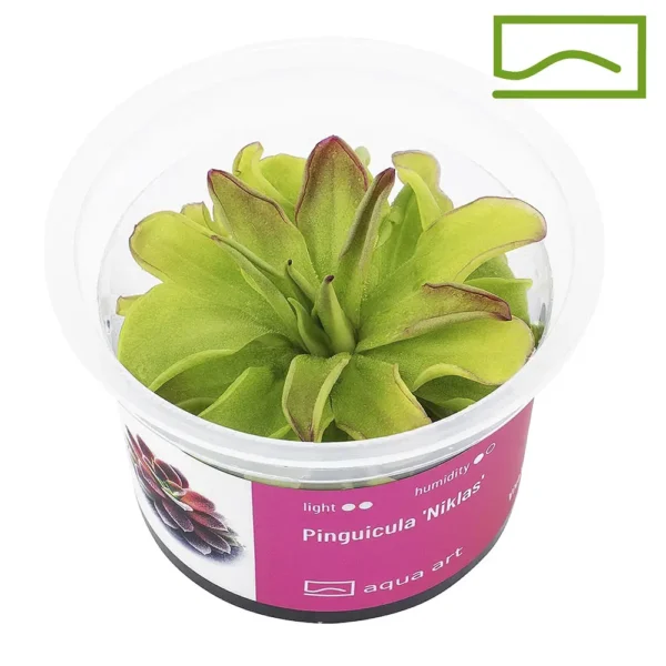 Pinguicula niklas