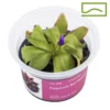 pinguicula red starfish