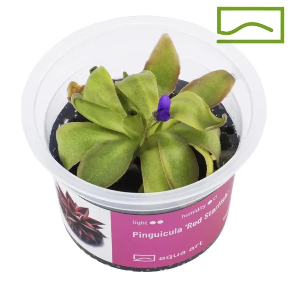 pinguicula red starfish