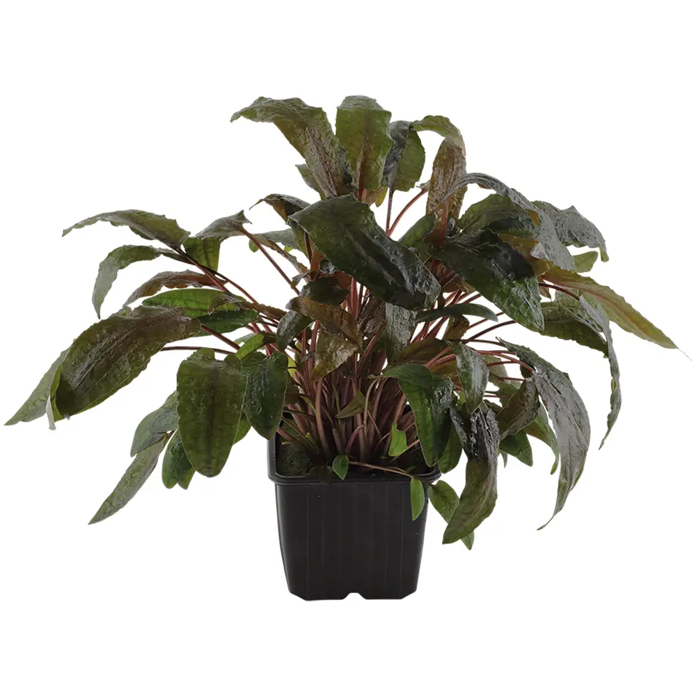 Categoría Plantas Madre XL