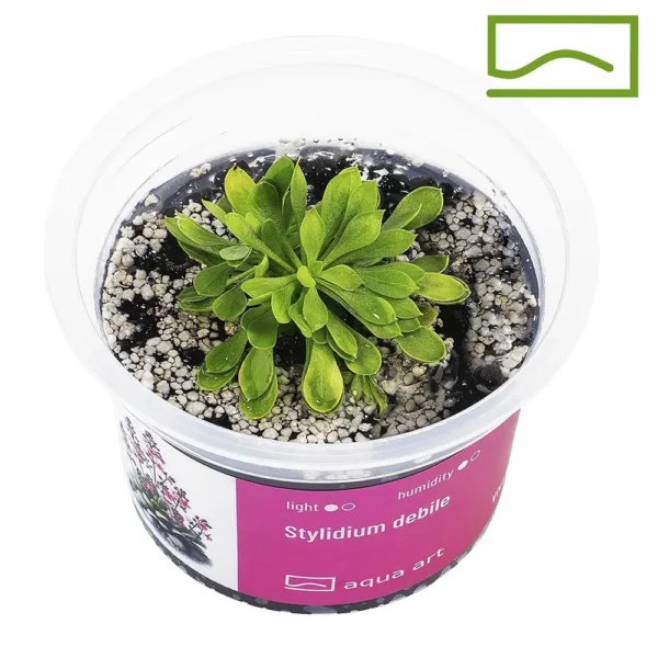 stylidium debile