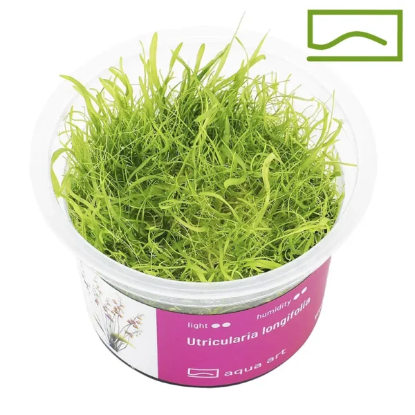 utricularia longifolia