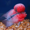 CICHLOPSOMA FLOWERHORN SUNSETRED