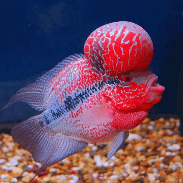 CICHLOPSOMA FLOWERHORN SUNSETRED