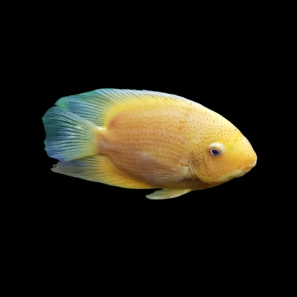 Cichlosoma severum oro