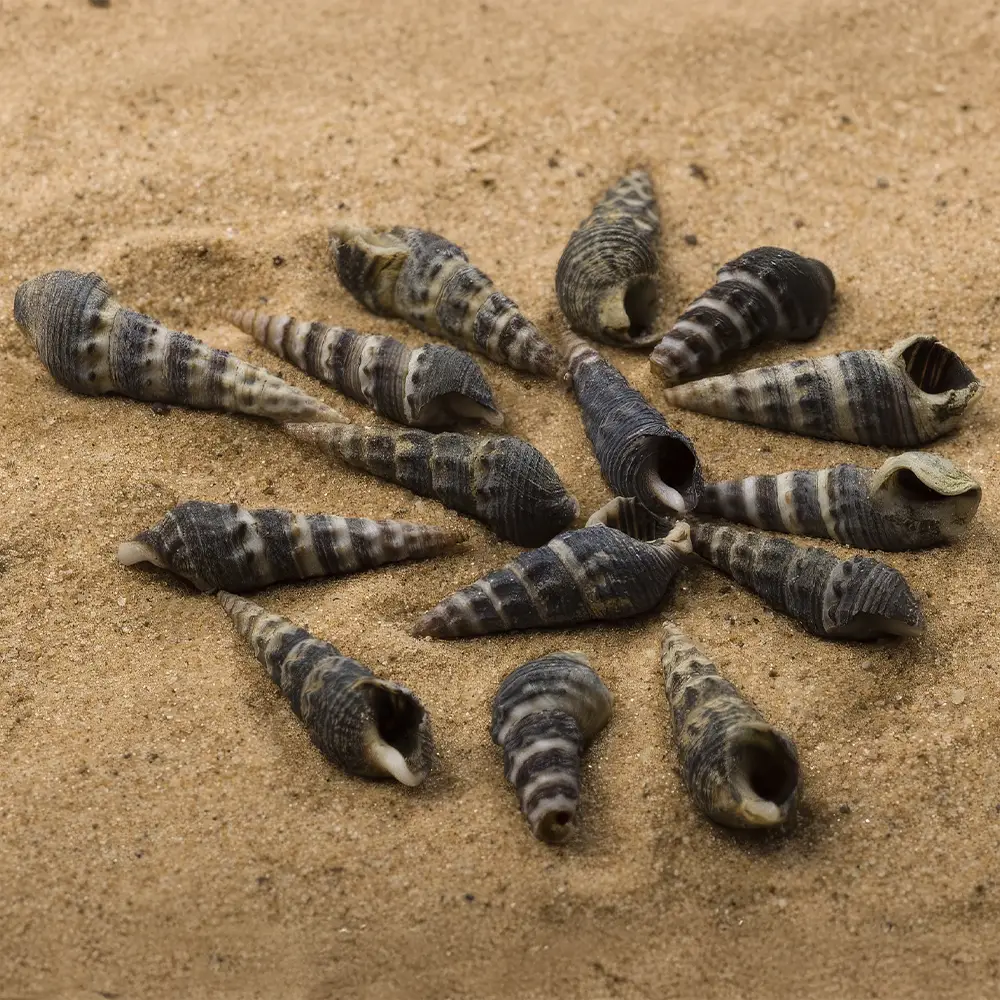 Conchas de Caracol Minarete