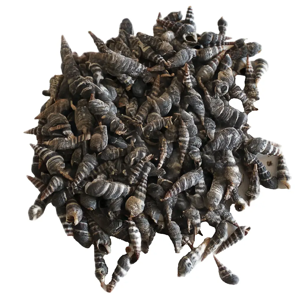 Conchas de Caracol Minarete