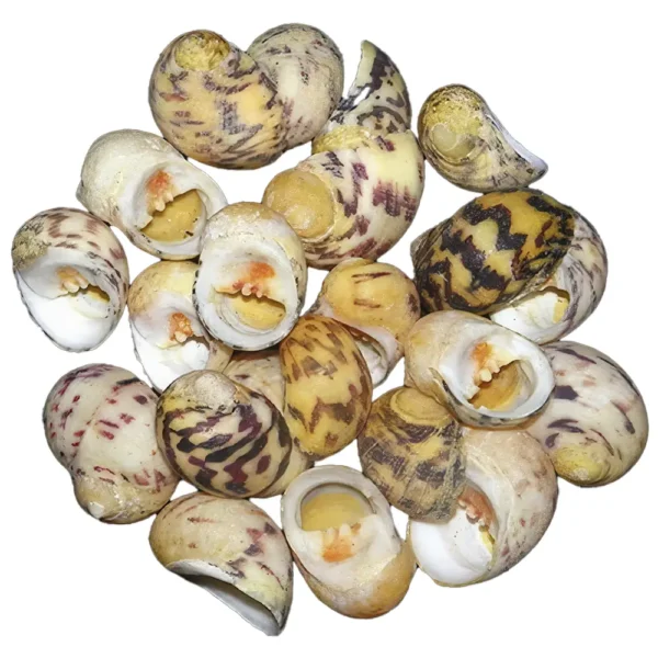 Conchas de caracol Nerita