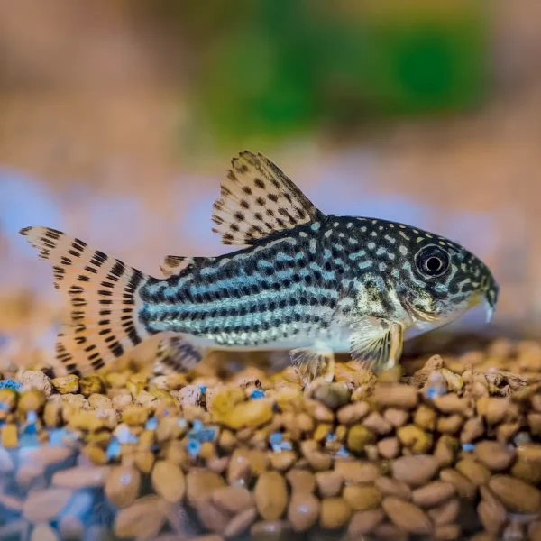 Corydora rayada | Corydoras nanus nascapers.es