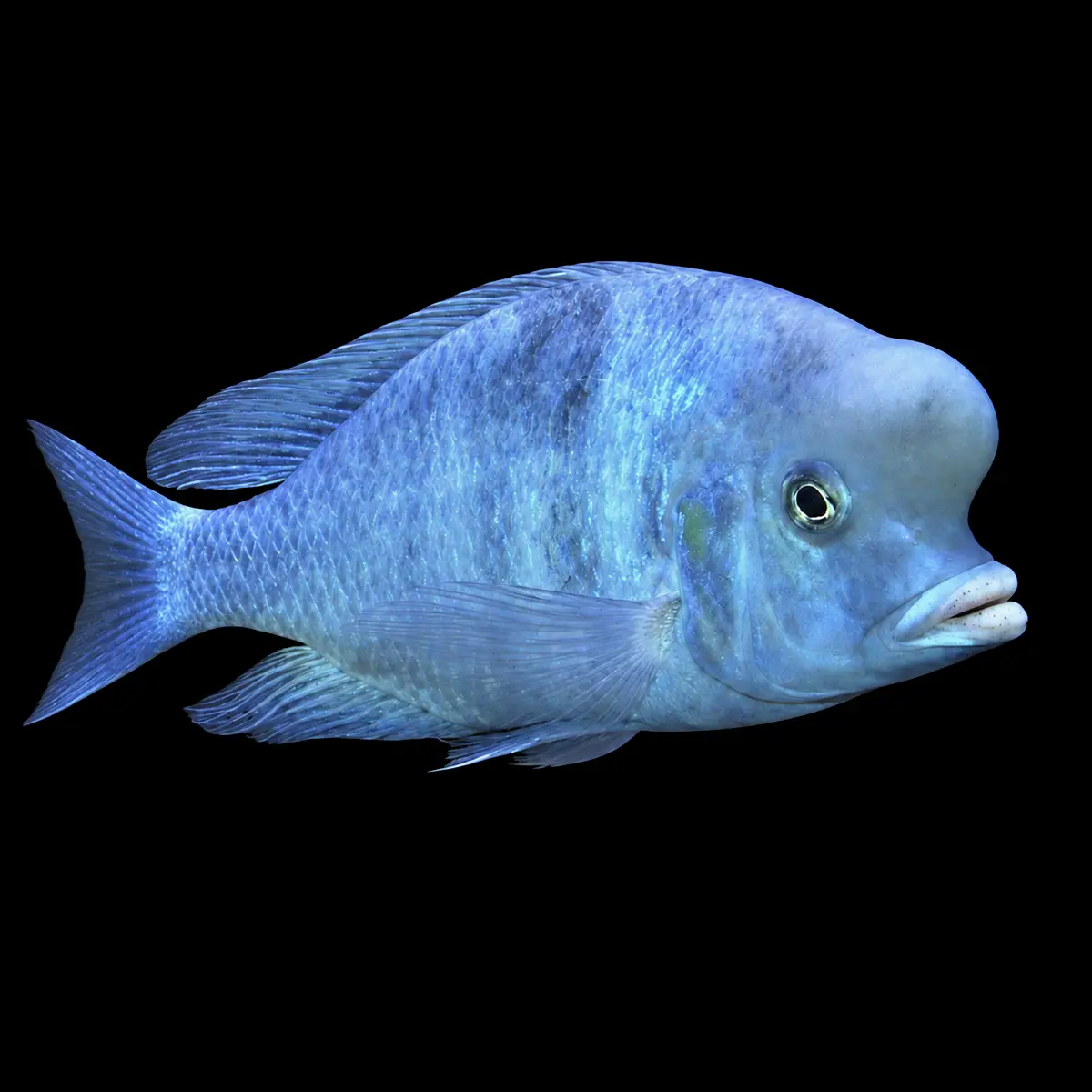 Delfín Azul | Haplochromis moorii nascapers.es