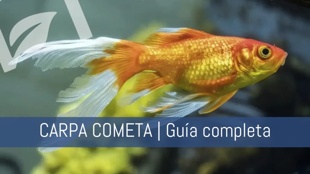 Carpa cometa naranja carassius auratus guía completa