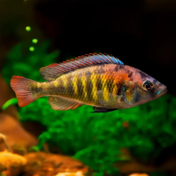 Haplochromis sp CH44