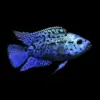 Jack Dempsey azul eléctrico | Cichlasoma sp.
