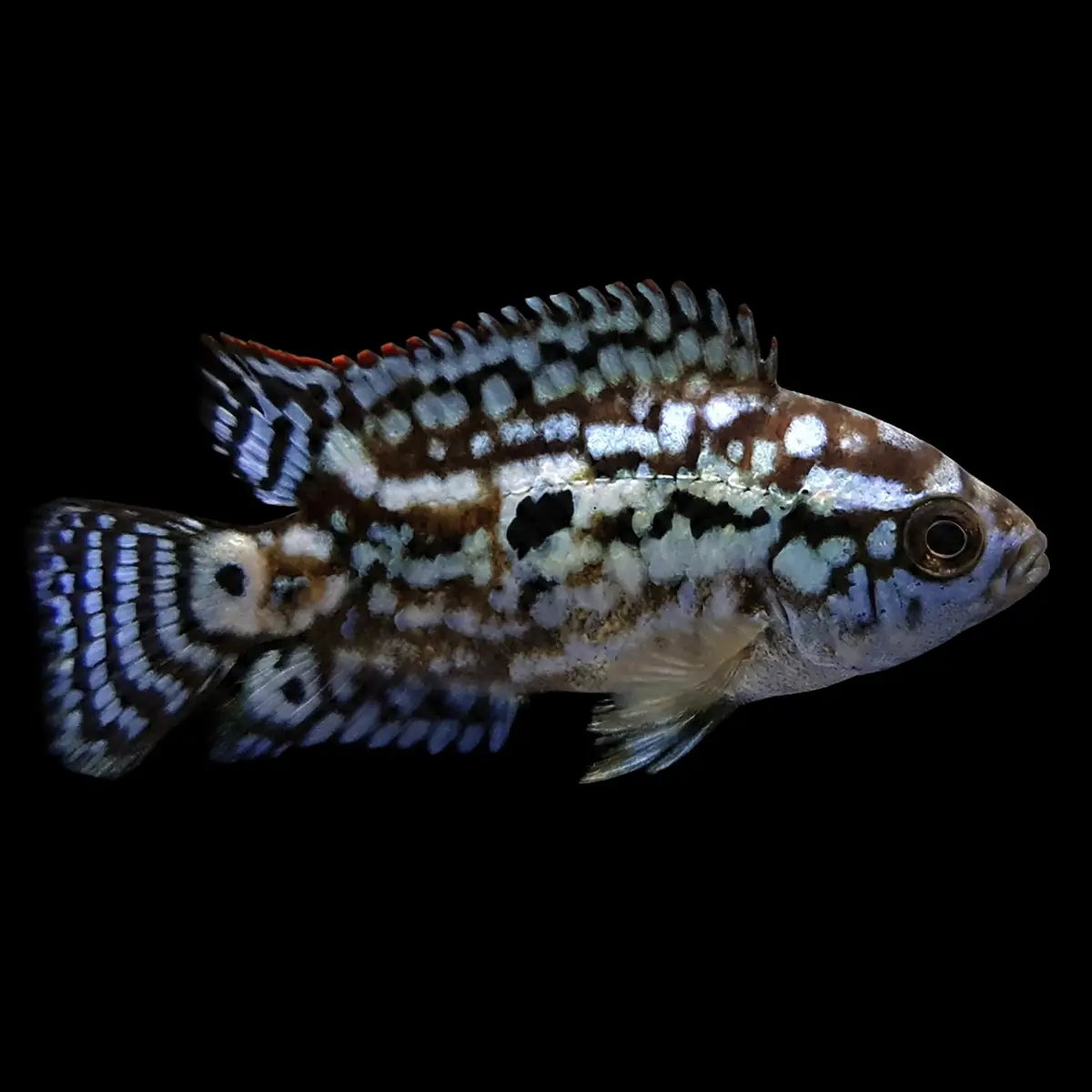 Jack Dempsey azul eléctrico | Cichlasoma sp. nascapers.es