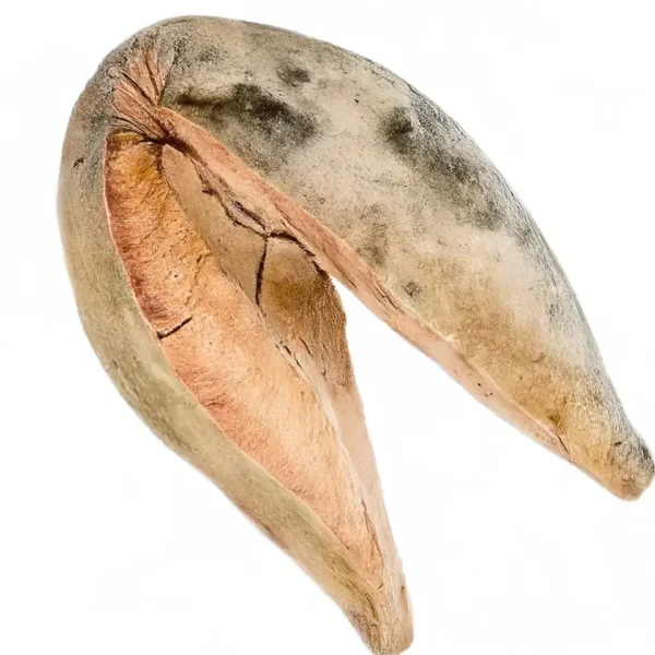 Xylomelum Occidentale