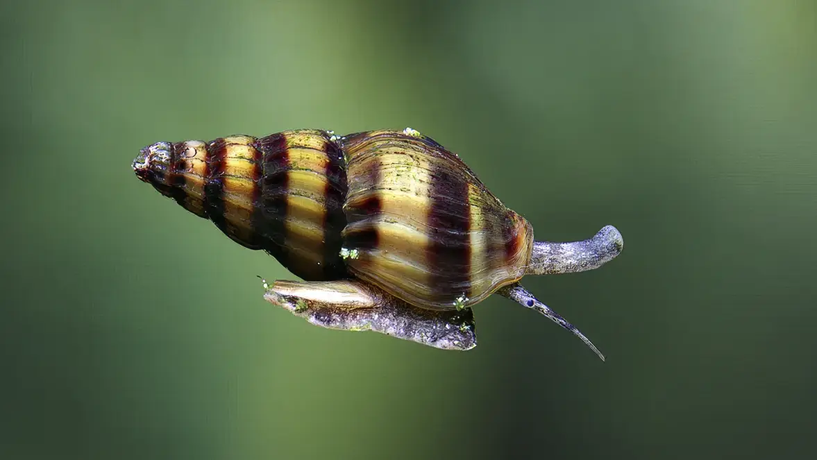 Introduce caracoles asesinos, que son una solución natural para el exceso de población.