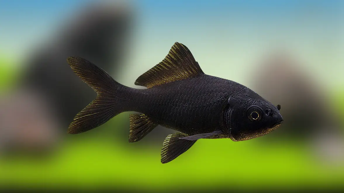 Carpa cometa negra