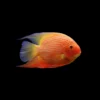 Cichlosoma severum oro manchas rojas