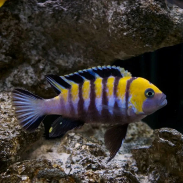 cynotilapia afra cobue