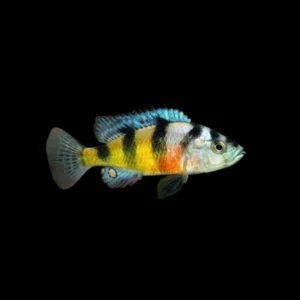 ciclido zebra