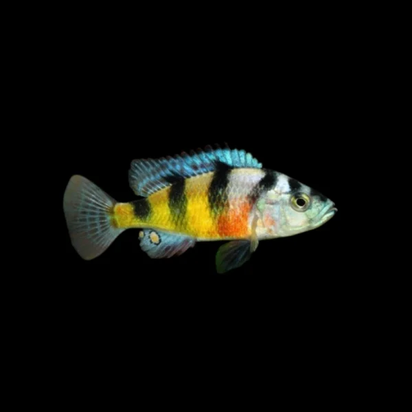 ciclido zebra