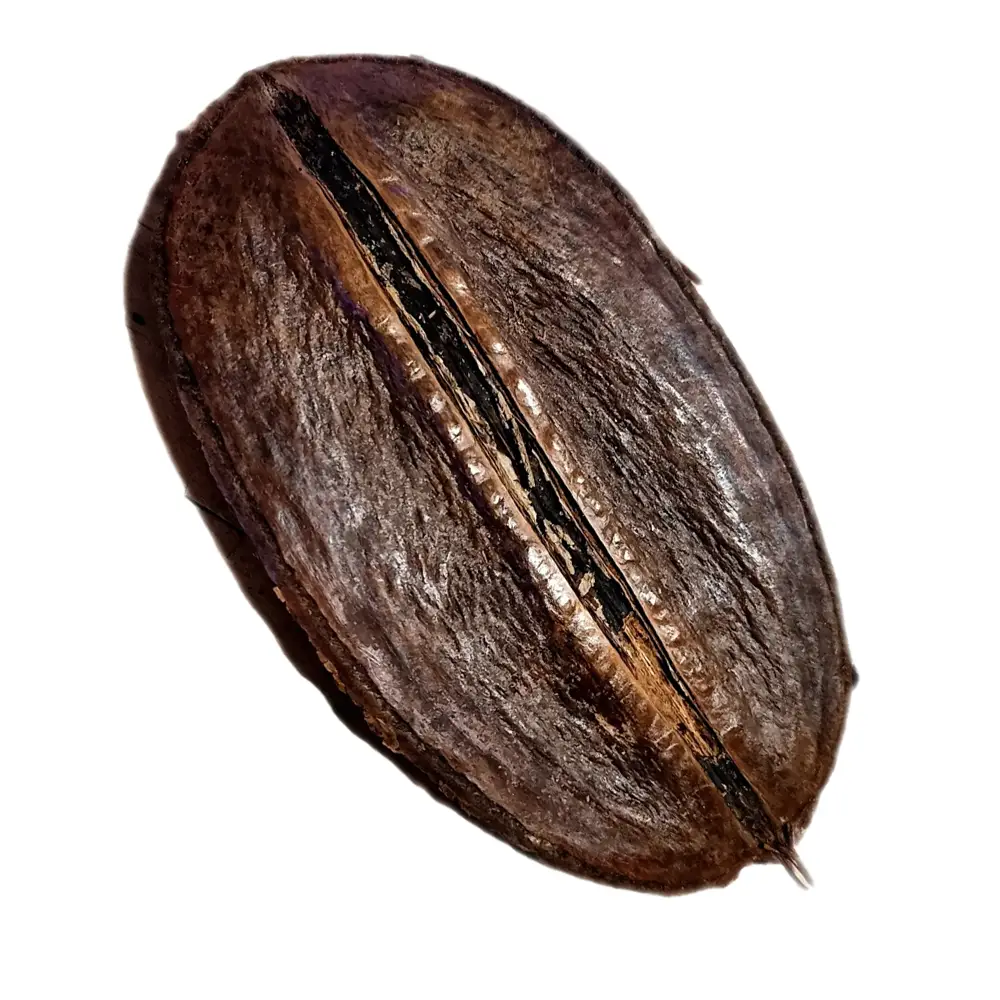 Para Pará Jacaranda