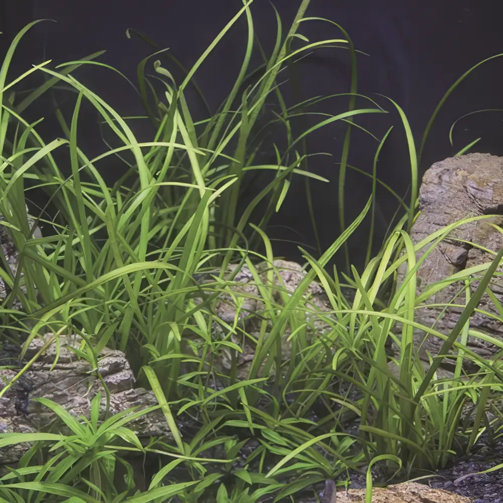 Sagittaria subulata var. pusilla 
