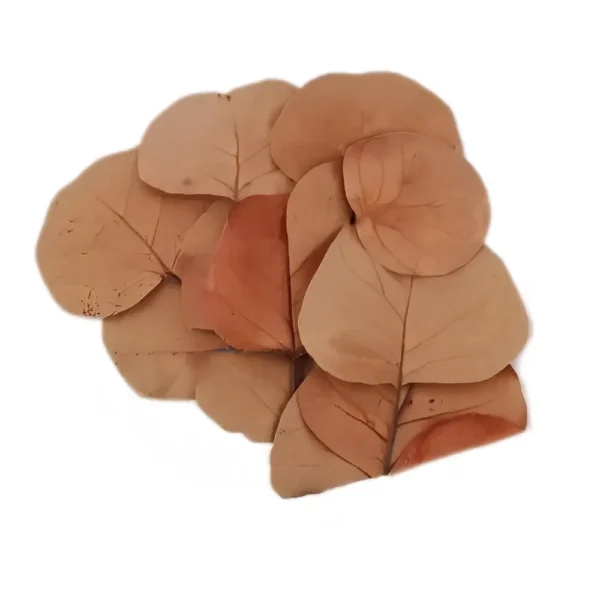 Hoja Coccoloba
