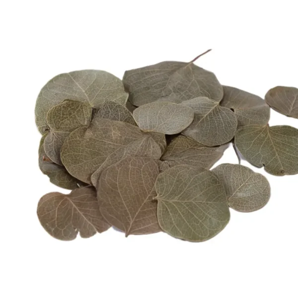 Hoja moneta