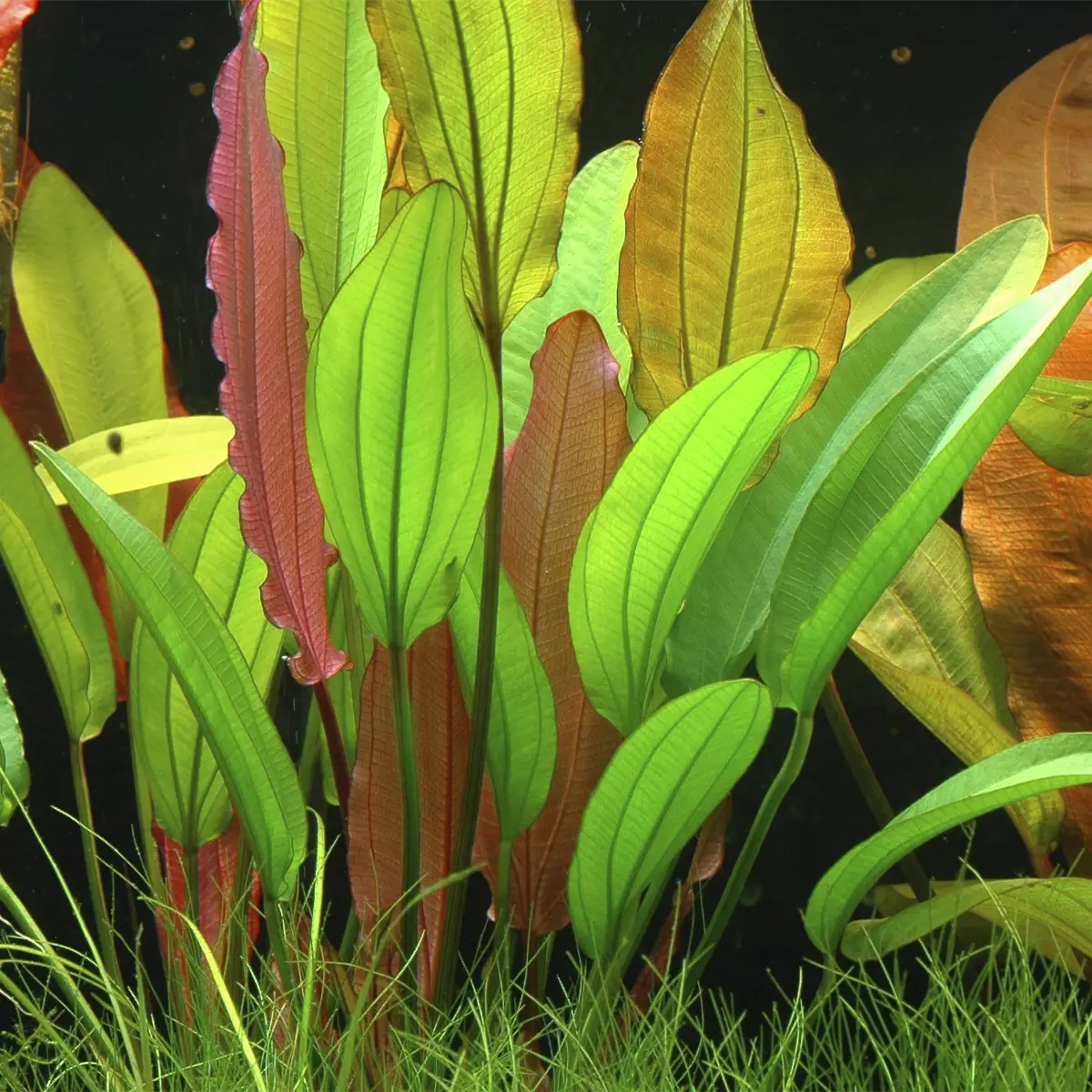 074D Echinodorus Red Diamond RGB (1)