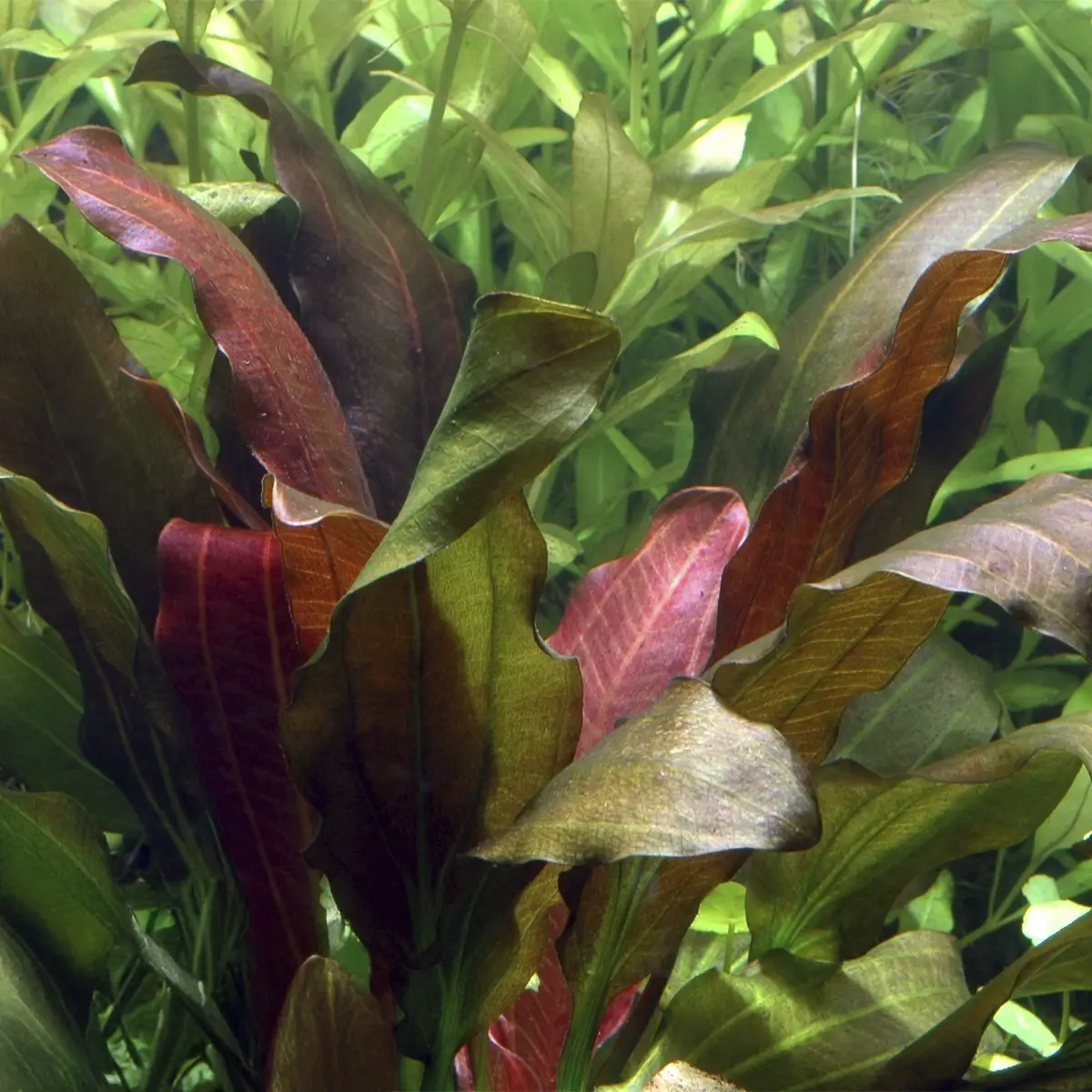 Echinodorus Barthii