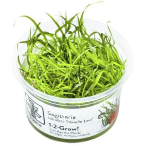 Sagittaria subulata Needle Leaf