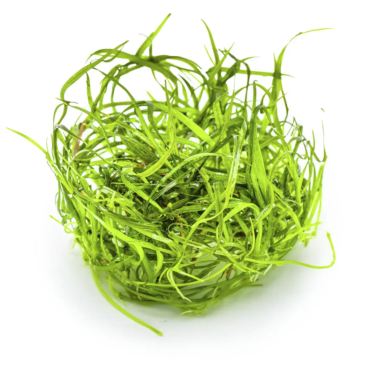 Sagittaria subulata Needle Leaf