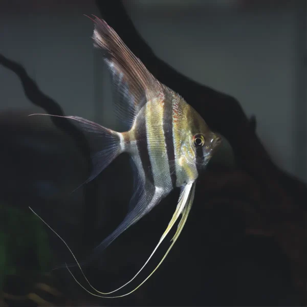Scalar Altum Orinoco 4-5 cm
