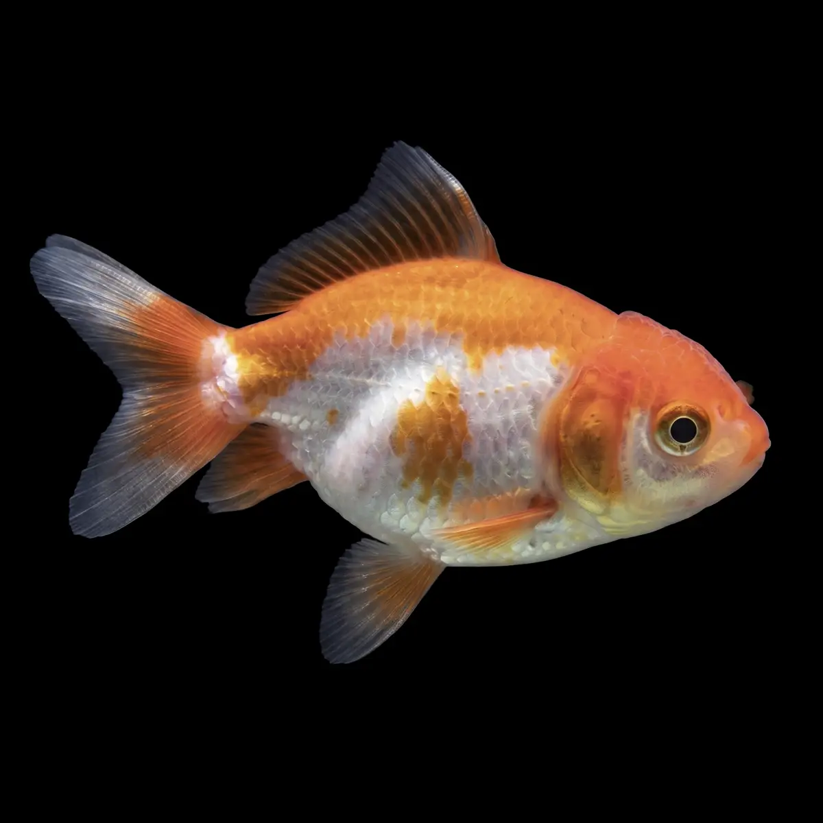 Goldfish Oranda Bicolor nascapers.es