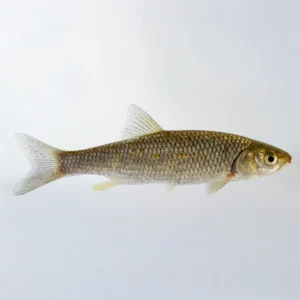 Orfre Azul 7 cm